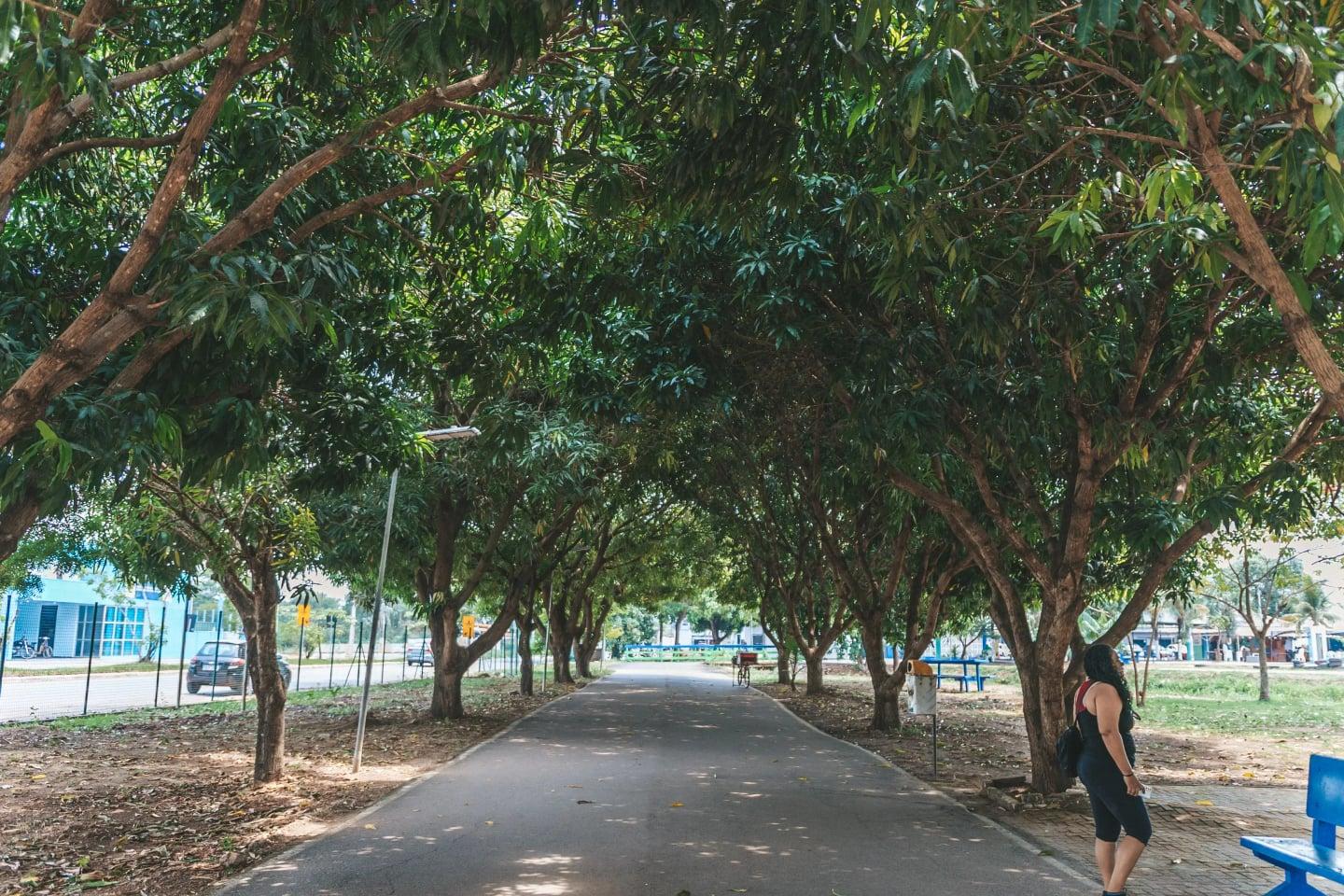 Prefeitura de Porto Velho celebra o Dia da Árvore