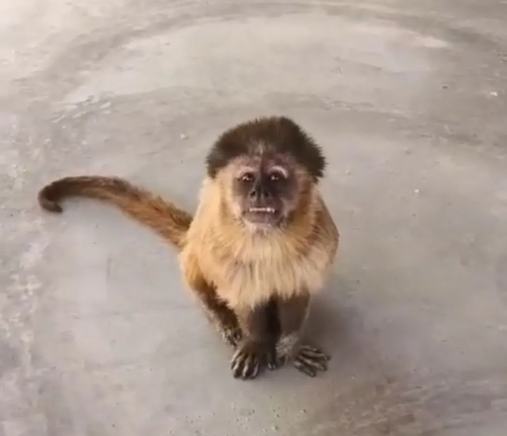 Veja vídeo: Macaco-prego invade casas, ingere álcool e remédios e deixa cinco feridos em Salvador