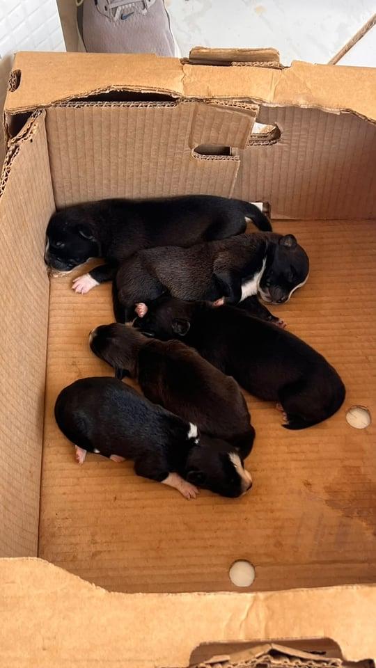 PROTEÇÃO ANIMAL - Seis filhotes recém-nascidos são abandonados em caixa em frente a loja em Porto Velho
