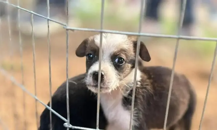 Clínica de Bem-Estar Animal reforça acolhimento e incentiva adoção responsável para combater o abandono em Porto Velho