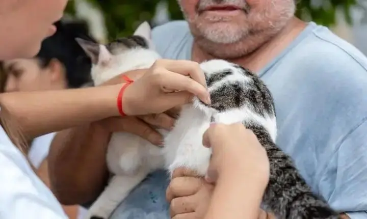 Dia D do 'Setembro Caramelo' imuniza mais de 30 mil animais em Porto Velho