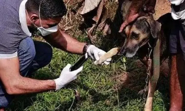Dia do Médico-Veterinário, uma vocação que transforma cuidado em proteção