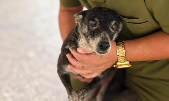 Histórias de superação ajudam cães resgatados a encontrar uma nova família em Porto Velho