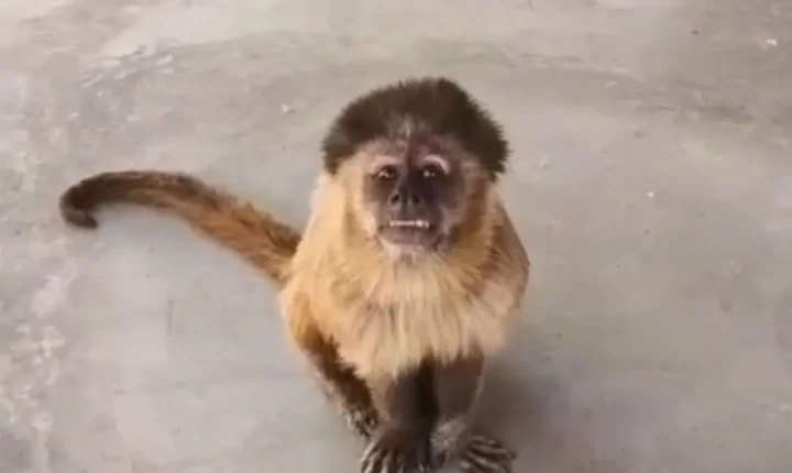 Veja vídeo: Macaco-prego invade casas, ingere álcool e remédios e deixa cinco feridos em Salvador