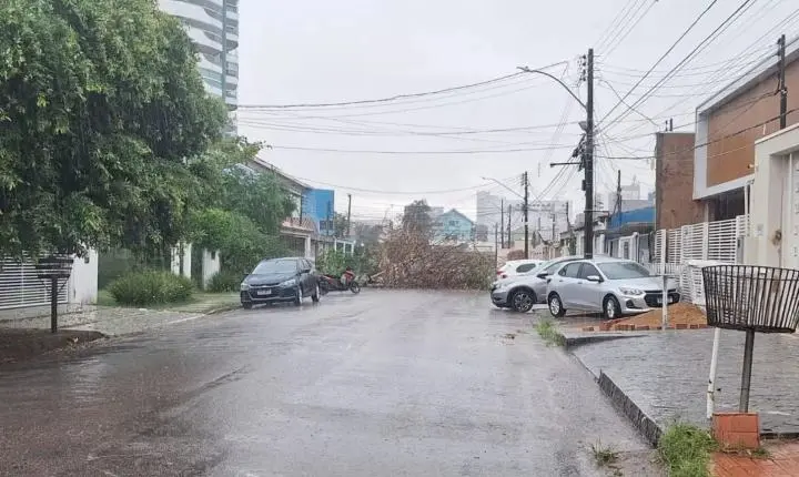 Período chuvoso aumenta alerta para risco de queda de árvores na capital