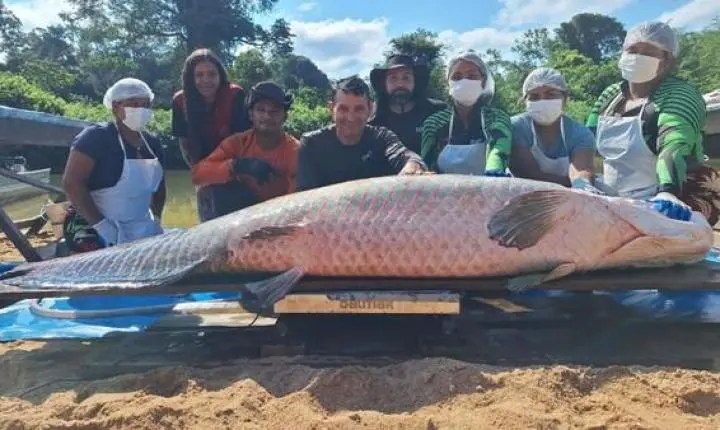 Pirarucu gigante é capturado em Costa Marques, Rondônia