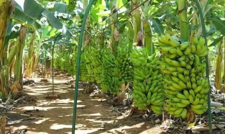 Porto Velho se destaca na produção de banana e reforça apoio aos agricultores