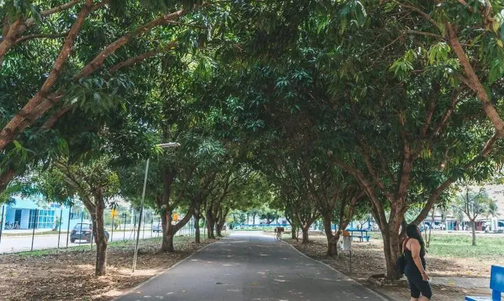Prefeitura de Porto Velho celebra o Dia da Árvore