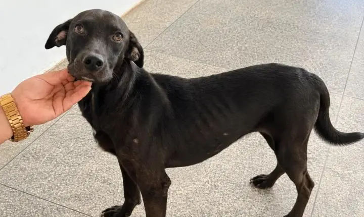 Resgatado durante jogo do Brasil na Copa do Mundo, Vini Jr. espera por uma família