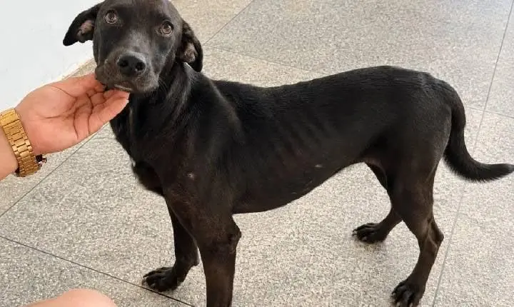Vini Jr.: o cão resgatado durante a Copa do Mundo busca um novo lar
